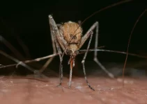 Bill Gates Mosquito Vaccine Raises Ethical and Health Concerns