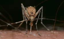 Bill Gates Mosquito Vaccine Raises Ethical and Health Concerns
