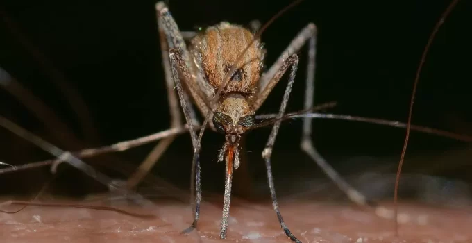 Bill Gates Mosquito Vaccine Raises Ethical and Health Concerns