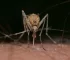 Bill Gates Mosquito Vaccine Raises Ethical and Health Concerns