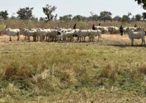 Troops Capture Three Cattle Rustlers in Taraba