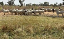 Troops Capture Three Cattle Rustlers in Taraba