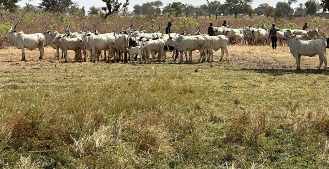 Troops Capture Three Cattle Rustlers in Taraba