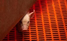US Authorizes Trials for Pig Kidney Transplantation