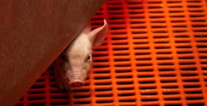 US Authorizes Trials for Pig Kidney Transplantation