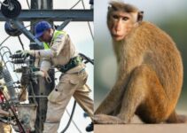 Monkey Interferes with Grid Transformer, Leaving All of Sri Lanka Without Power