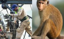 Monkey Interferes with Grid Transformer, Leaving All of Sri Lanka Without Power