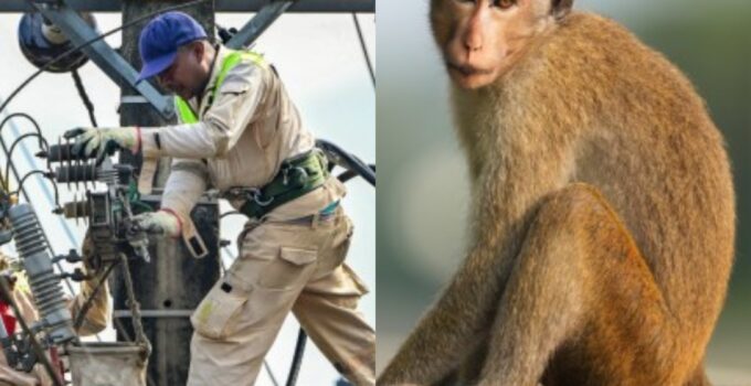 Monkey Interferes with Grid Transformer, Leaving All of Sri Lanka Without Power