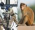 Monkey Interferes with Grid Transformer, Leaving All of Sri Lanka Without Power