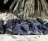 Authorities Investigate Mass Graves in Libya’s Desert Amidst Crackdown on Illegal Migration, Revealing Nearly 50 Bodies