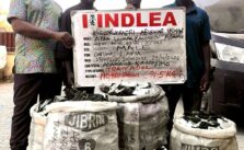 Nigeria's Drug Agency Targets Cross-Border Drug Cartel, Apprehends Suspects