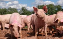 The Gilded Age of Animal Advocacy: Shaping America's Ethical Landscape