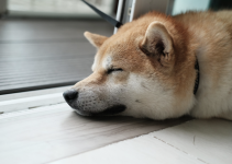 Awake or Asleep: The Deceptive Reality of DOGE