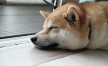 Awake or Asleep: The Deceptive Reality of DOGE