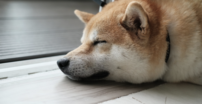 Awake or Asleep: The Deceptive Reality of DOGE