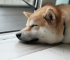 Awake or Asleep: The Deceptive Reality of DOGE