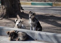 How a Worker Cooperative Is Addressing the Stray Animal Crisis in Texas