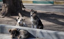 How a Worker Cooperative Is Addressing the Stray Animal Crisis in Texas