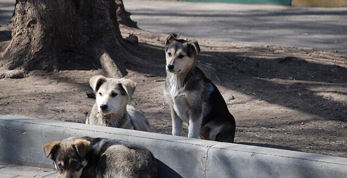 How a Worker Cooperative Is Addressing the Stray Animal Crisis in Texas