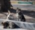 How a Worker Cooperative Is Addressing the Stray Animal Crisis in Texas