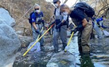 Nearly 300 Trout Saved from Palisades Fire Burn Scar, but Watershed Recovery May Take a Decade