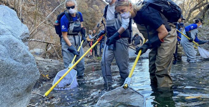 Nearly 300 Trout Saved from Palisades Fire Burn Scar, but Watershed Recovery May Take a Decade