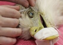 Veterinarians Successfully Conduct Cataract Surgery on Bald Eagle in Florida