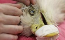 Veterinarians Successfully Conduct Cataract Surgery on Bald Eagle in Florida