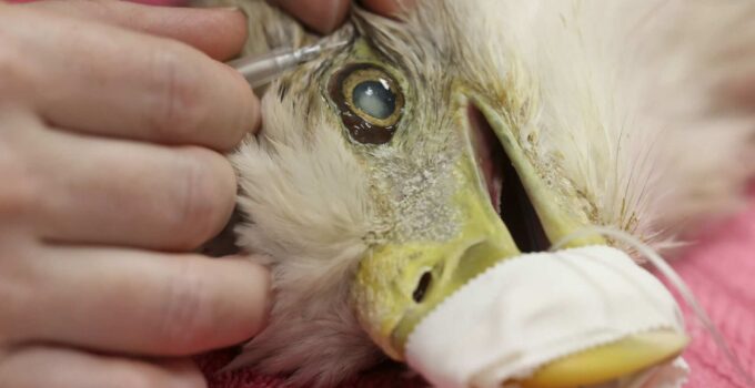 Veterinarians Successfully Conduct Cataract Surgery on Bald Eagle in Florida