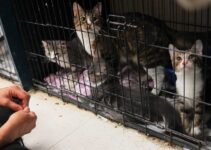 House Cats Infected with Bird Flu May Threaten Public Health