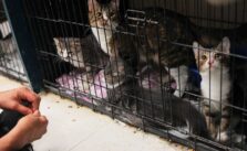 House Cats Infected with Bird Flu May Threaten Public Health