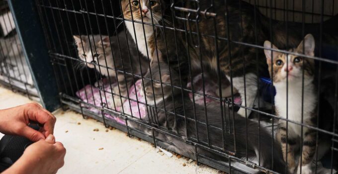 House Cats Infected with Bird Flu May Threaten Public Health