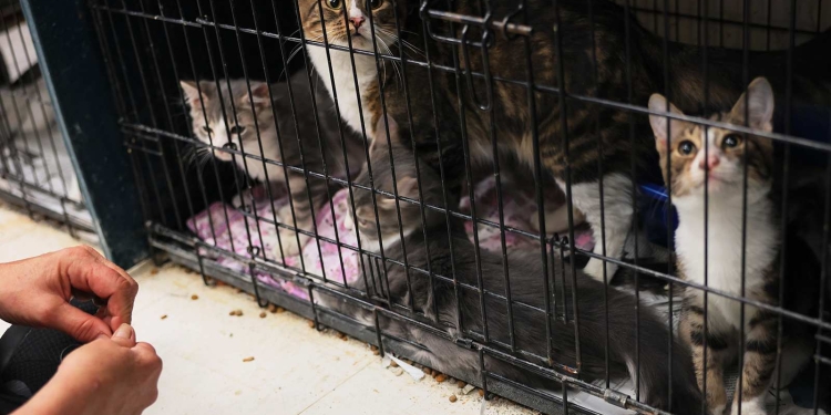 House Cats Infected with Bird Flu May Threaten Public Health