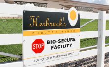 On the Front Lines of the Bird Flu Battle: Egg Farmers Report Losing Ground