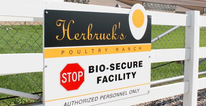 On the Front Lines of the Bird Flu Battle: Egg Farmers Report Losing Ground