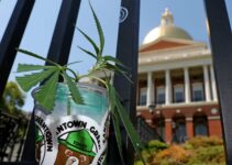 Massachusetts Cannabis Regulators Alert Consumers to Moldy Marijuana Risks