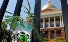 Massachusetts Cannabis Regulators Alert Consumers to Moldy Marijuana Risks