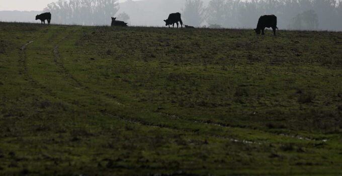 What You Need to Know About Bird Flu as California Farms Combat Outbreaks