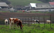 Can Genomic Surveillance of Sewers Help Detect Contagious Bird Flu?