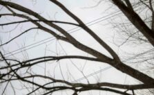Severe Winds Force Bay Bridge Closure and Trigger Widespread Power Outages in Baltimore Area