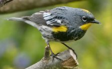 The Complex Relationship Between Birdsongs and Human Language