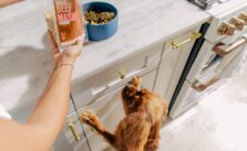 Final Opportunity! Treat Your Dog to a Tasty 2025 with 50% Off Nom Nom Meals!