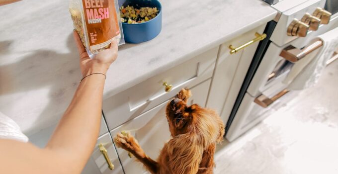 Final Opportunity! Treat Your Dog to a Tasty 2025 with 50% Off Nom Nom Meals!