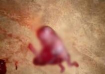 Fetus Discovered Abandoned in Rivers