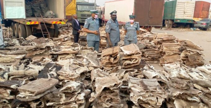 Customs Seizes Donkey Skins Valued at N4.2 Billion from Smugglers