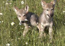 The Man Who Aimed to Hunt Wolf Pups