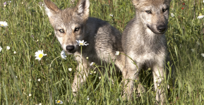 The Man Who Aimed to Hunt Wolf Pups