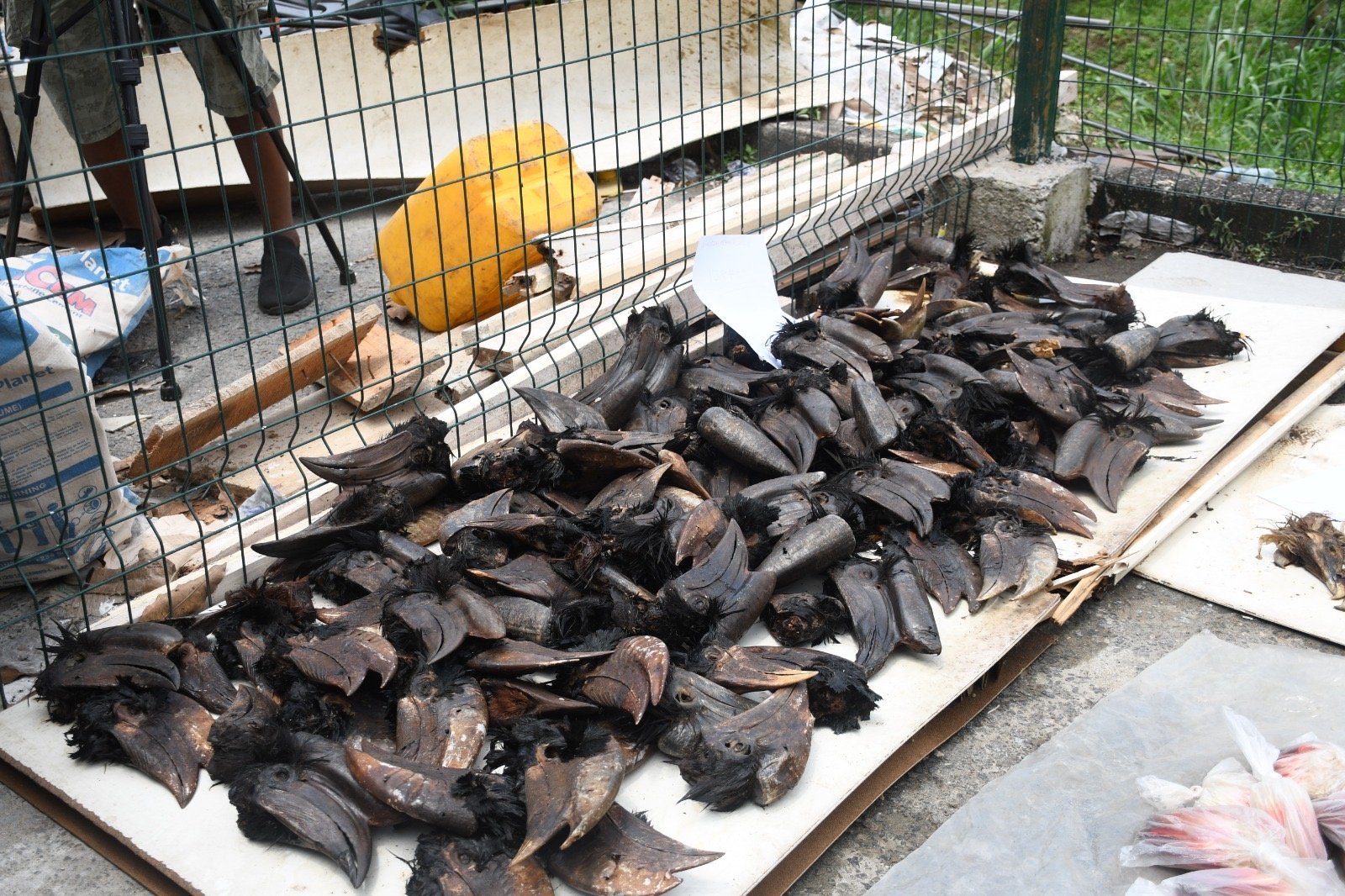 IMG 0380 Customs Arrest Wildlife Trafficker in Cross River With 213 Parrot Skulls, Others