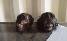 Customs Foils Attempt to Smuggle Endangered Species into Nigeria at Calabar Border