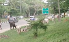 Residents raise alarm over herdsmen grazing in Calabar metropolis